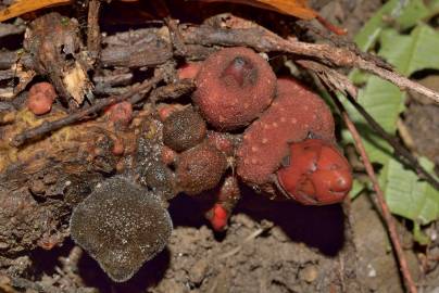 Fotografia da espécie Balanophora laxiflora