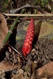 Fotografia da espécie Balanophora laxiflora