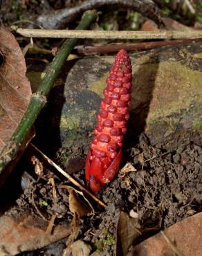 Fotografia 17 da espécie Balanophora laxiflora no Jardim Botânico UTAD