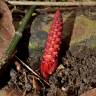 Fotografia 17 da espécie Balanophora laxiflora do Jardim Botânico UTAD