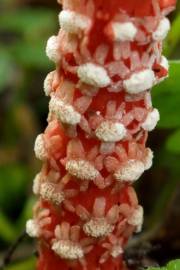 Fotografia da espécie Balanophora laxiflora