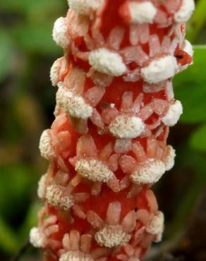 Fotografia 18 da espécie Balanophora laxiflora no Jardim Botânico UTAD