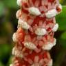 Fotografia 18 da espécie Balanophora laxiflora do Jardim Botânico UTAD