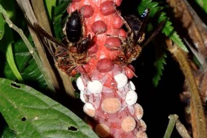 Fotografia da espécie Balanophora laxiflora