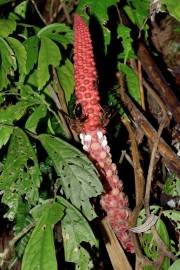 Fotografia da espécie Balanophora laxiflora