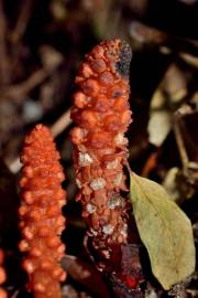 Fotografia da espécie Balanophora laxiflora