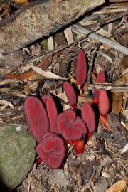 Fotografia da espécie Balanophora laxiflora