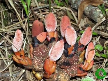 Fotografia da espécie Balanophora laxiflora