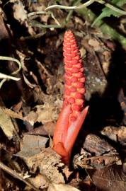 Fotografia da espécie Balanophora laxiflora