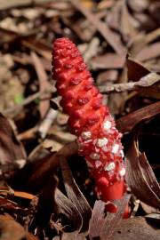 Fotografia da espécie Balanophora laxiflora