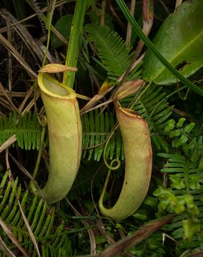 Fotografia 1 da espécie Nepenthes mirabilis no Jardim Botânico UTAD
