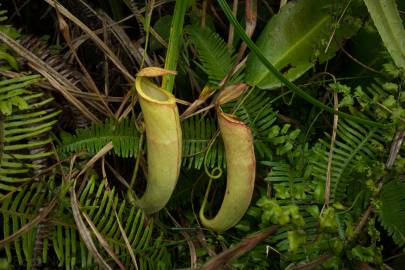 Fotografia da espécie Nepenthes mirabilis
