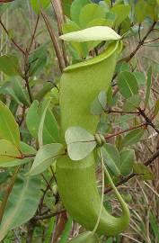 Fotografia da espécie Nepenthes mirabilis