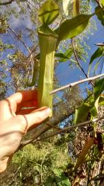 Fotografia da espécie Nepenthes mirabilis