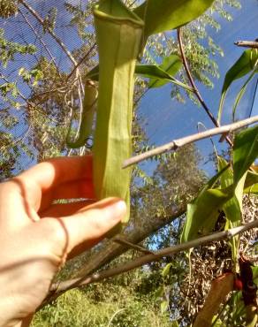 Fotografia 3 da espécie Nepenthes mirabilis no Jardim Botânico UTAD