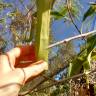 Fotografia 3 da espécie Nepenthes mirabilis do Jardim Botânico UTAD
