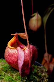 Fotografia da espécie Nepenthes mirabilis