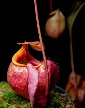 Fotografia 4 da espécie Nepenthes mirabilis no Jardim Botânico UTAD