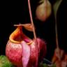 Fotografia 4 da espécie Nepenthes mirabilis do Jardim Botânico UTAD