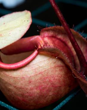 Fotografia 5 da espécie Nepenthes mirabilis no Jardim Botânico UTAD