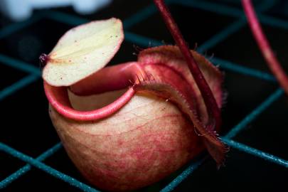 Fotografia da espécie Nepenthes mirabilis