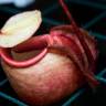 Fotografia 5 da espécie Nepenthes mirabilis do Jardim Botânico UTAD