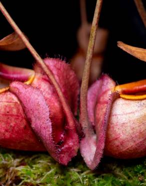 Fotografia 6 da espécie Nepenthes mirabilis no Jardim Botânico UTAD