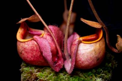 Fotografia da espécie Nepenthes mirabilis