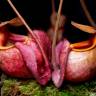 Fotografia 6 da espécie Nepenthes mirabilis do Jardim Botânico UTAD