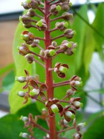 Fotografia da espécie Nepenthes mirabilis