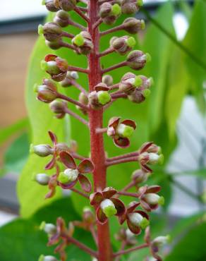 Fotografia 7 da espécie Nepenthes mirabilis no Jardim Botânico UTAD