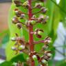 Fotografia 7 da espécie Nepenthes mirabilis do Jardim Botânico UTAD