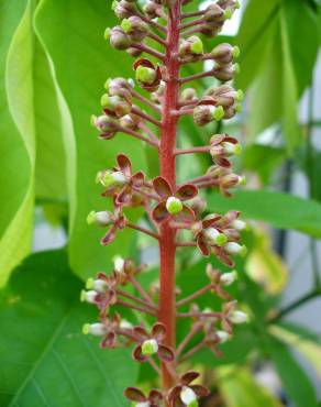Fotografia 8 da espécie Nepenthes mirabilis no Jardim Botânico UTAD