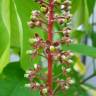 Fotografia 8 da espécie Nepenthes mirabilis do Jardim Botânico UTAD