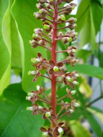 Fotografia da espécie Nepenthes mirabilis