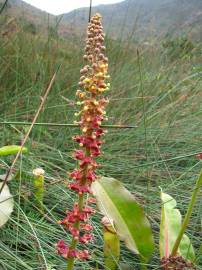 Fotografia da espécie Nepenthes mirabilis