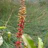 Fotografia 10 da espécie Nepenthes mirabilis do Jardim Botânico UTAD