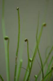 Fotografia da espécie Drosophyllum lusitanicum