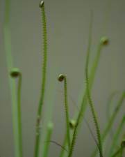 Fotografia da espécie Drosophyllum lusitanicum
