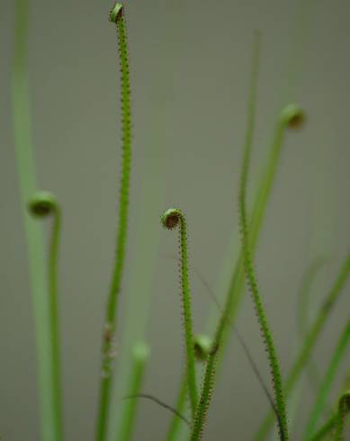 Fotografia de capa Drosophyllum lusitanicum - do Jardim Botânico