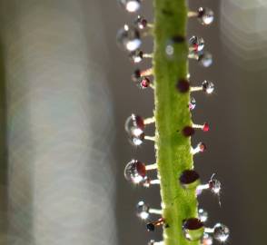 Fotografia da espécie Drosophyllum lusitanicum