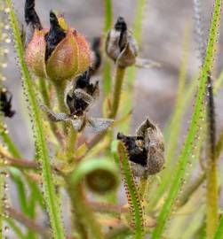 Fotografia da espécie Drosophyllum lusitanicum