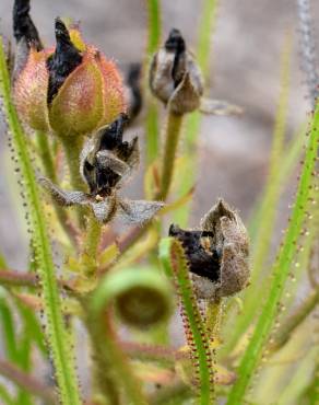 Fotografia 4 da espécie Drosophyllum lusitanicum no Jardim Botânico UTAD