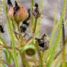 Fotografia 4 da espécie Drosophyllum lusitanicum do Jardim Botânico UTAD