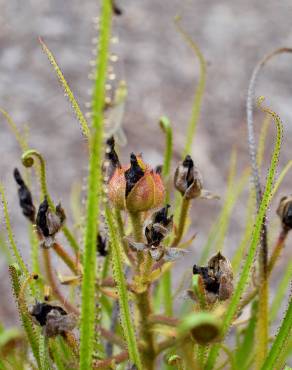 Fotografia 5 da espécie Drosophyllum lusitanicum no Jardim Botânico UTAD