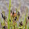 Fotografia 5 da espécie Drosophyllum lusitanicum do Jardim Botânico UTAD