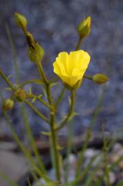 Fotografia da espécie Drosophyllum lusitanicum