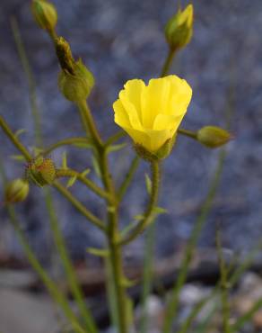 Fotografia 6 da espécie Drosophyllum lusitanicum no Jardim Botânico UTAD