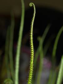 Fotografia da espécie Drosophyllum lusitanicum