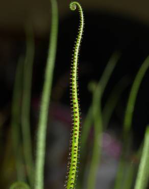 Fotografia 7 da espécie Drosophyllum lusitanicum no Jardim Botânico UTAD